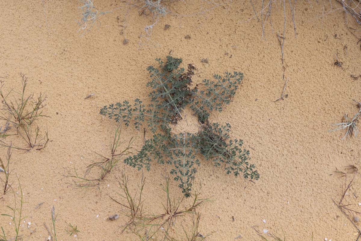 Учёные Института пустынь провели инвентаризацию пастбищной растительности Прикаспия