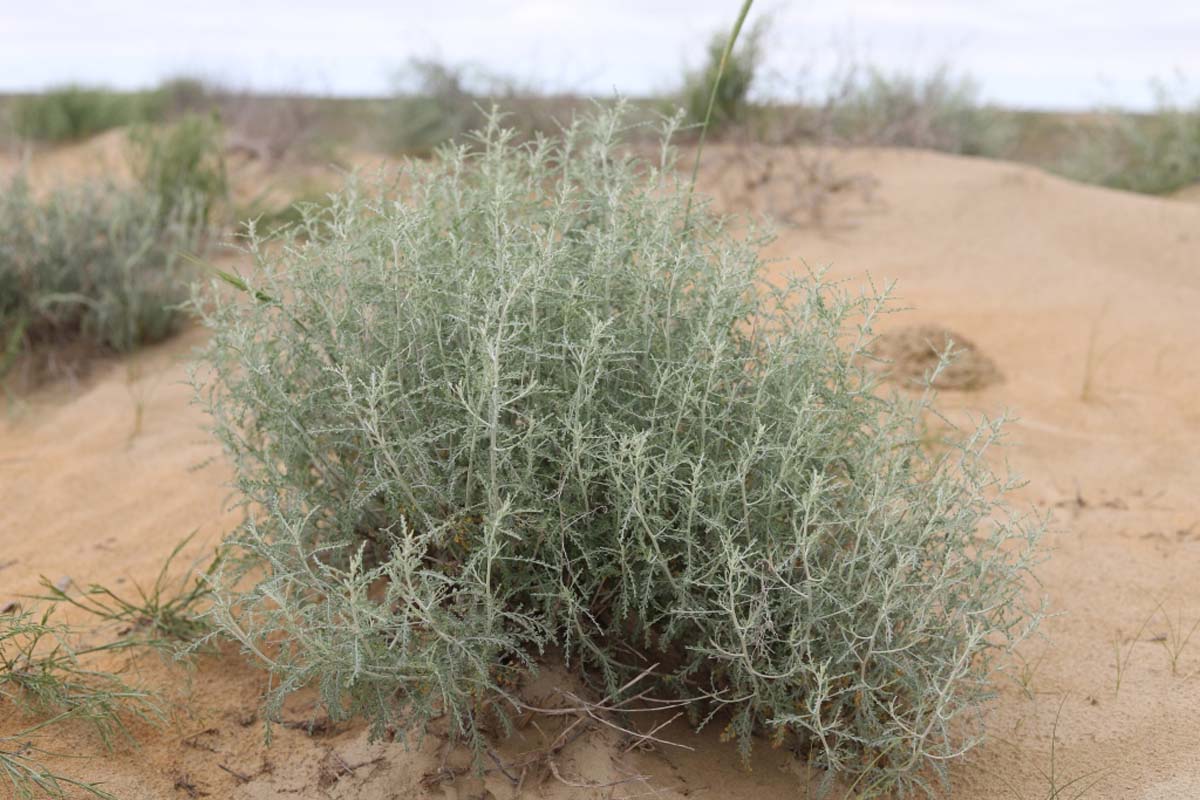 Учёные Института пустынь провели инвентаризацию пастбищной растительности Прикаспия