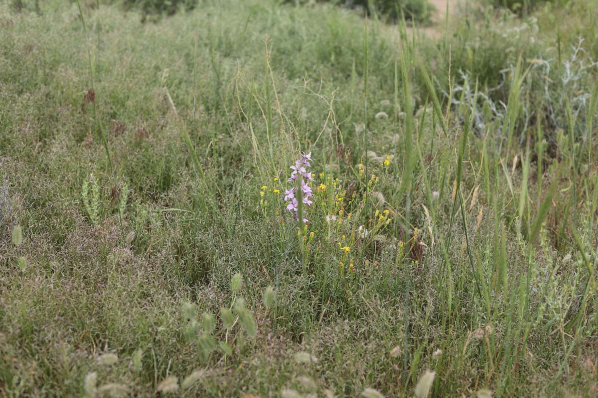 Учёные Института пустынь провели инвентаризацию пастбищной растительности Прикаспия