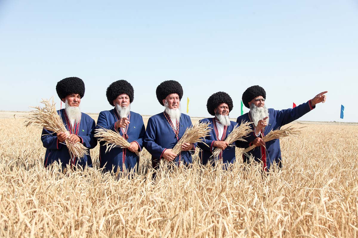 Da­şo­guz we Bal­kan we­la­ýat­la­ryn­da bug­daý ora­gy baş­lan­dy