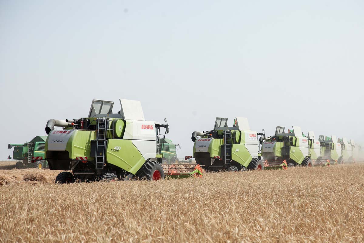 Da­şo­guz we Bal­kan we­la­ýat­la­ryn­da bug­daý ora­gy baş­lan­dy