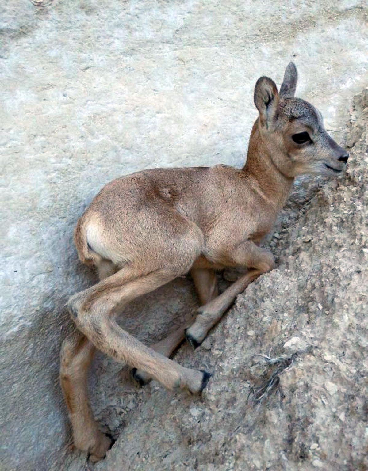 Горы Большой и Малый Балханы станут заповедными