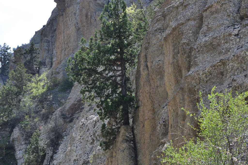 Studied the properties of a medicinal ointment based on juniper oil