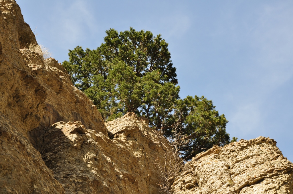 Studied the properties of a medicinal ointment based on juniper oil