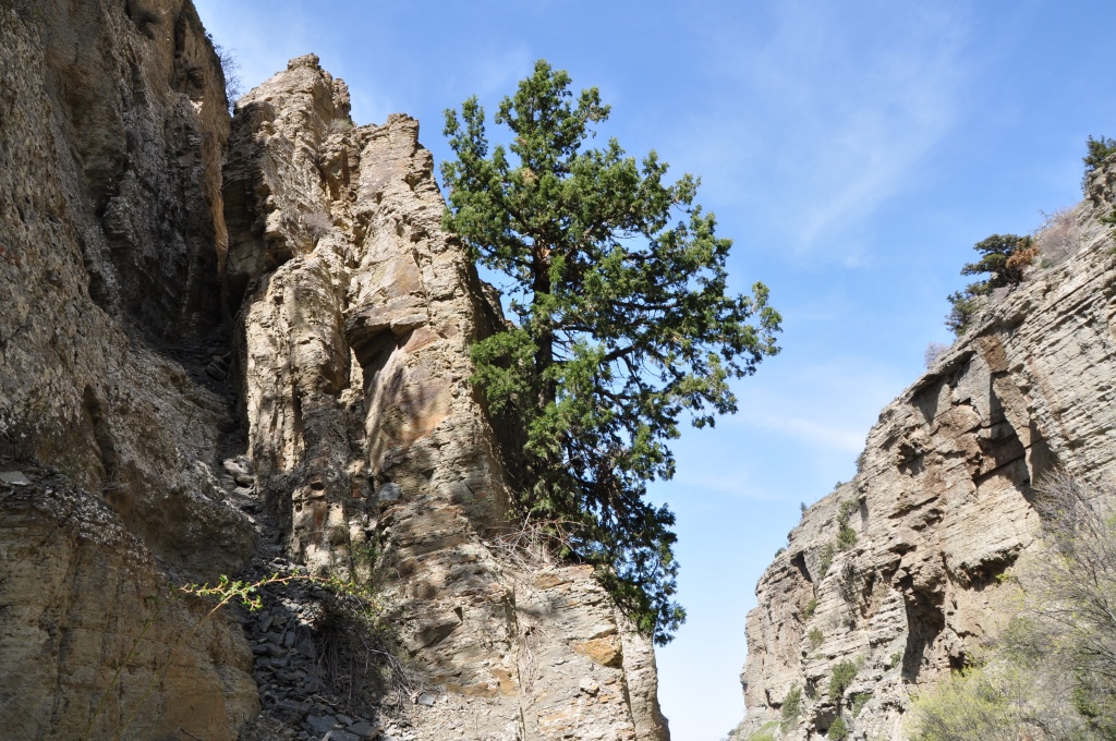 Studied the properties of a medicinal ointment based on juniper oil