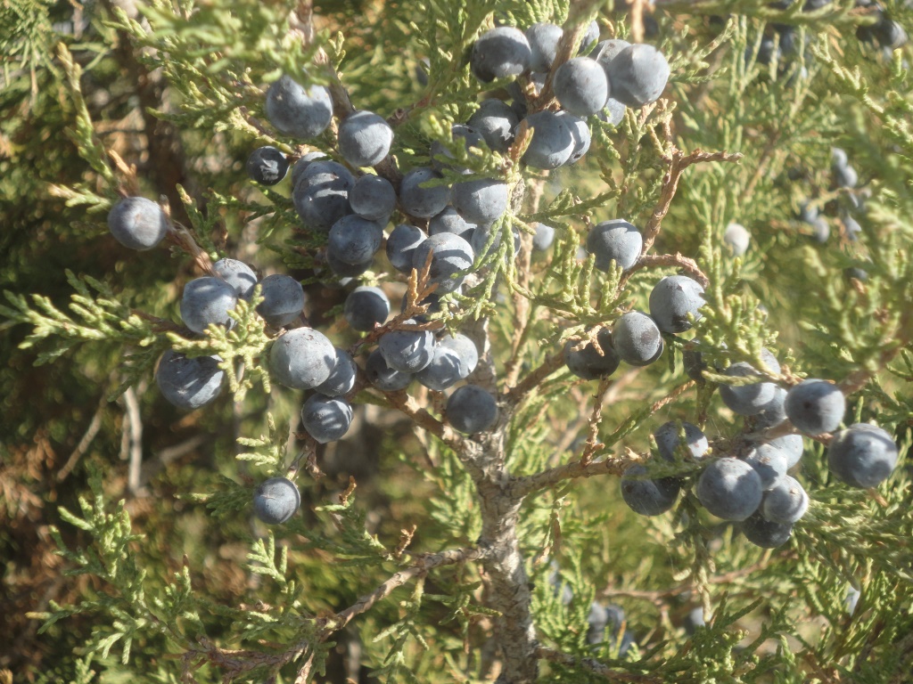 Studied the properties of a medicinal ointment based on juniper oil