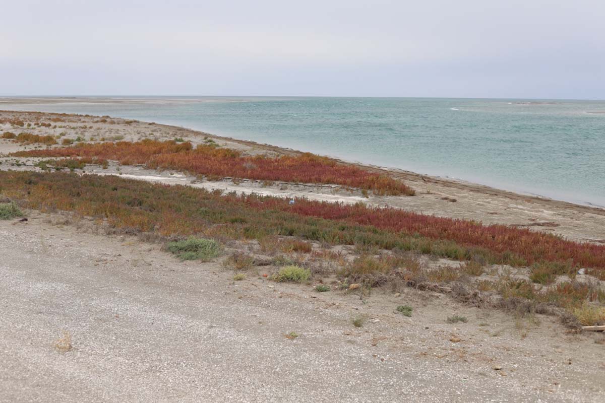 Hydromorphic ecosystems of the Caspian region under study