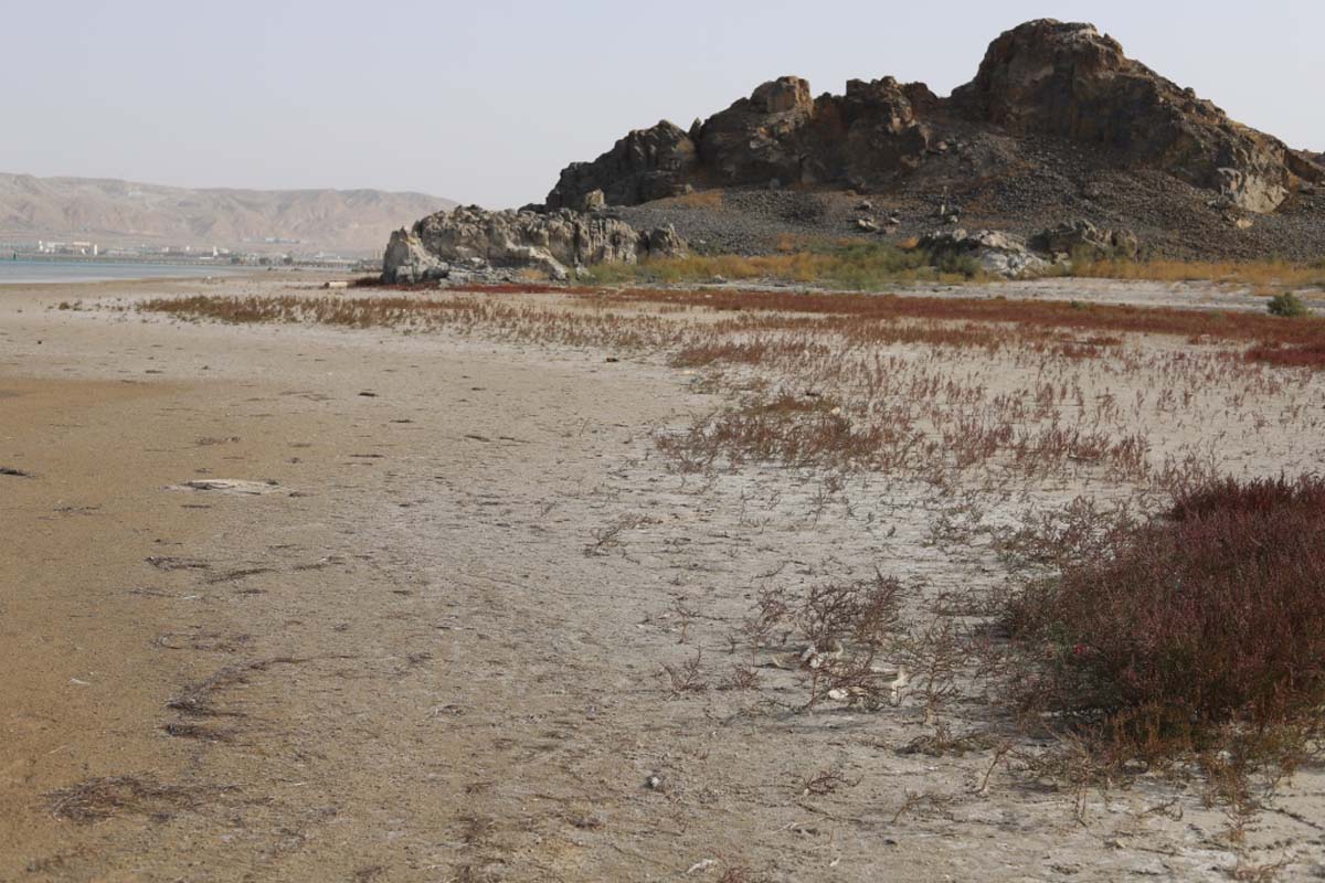 Hydromorphic ecosystems of the Caspian region under study