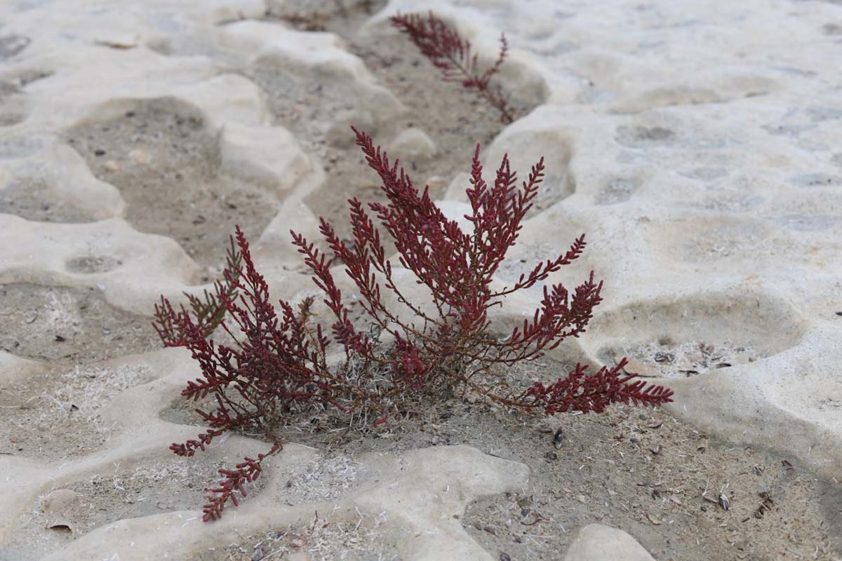 Hydromorphic ecosystems of the Caspian region under study