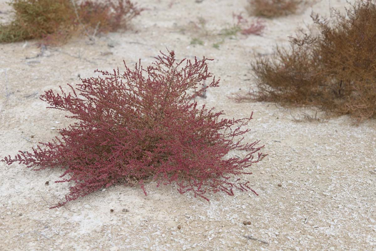 Hydromorphic ecosystems of the Caspian region under study