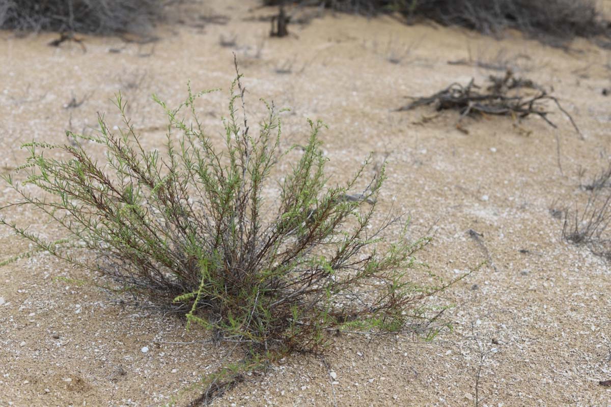 Hydromorphic ecosystems of the Caspian region under study