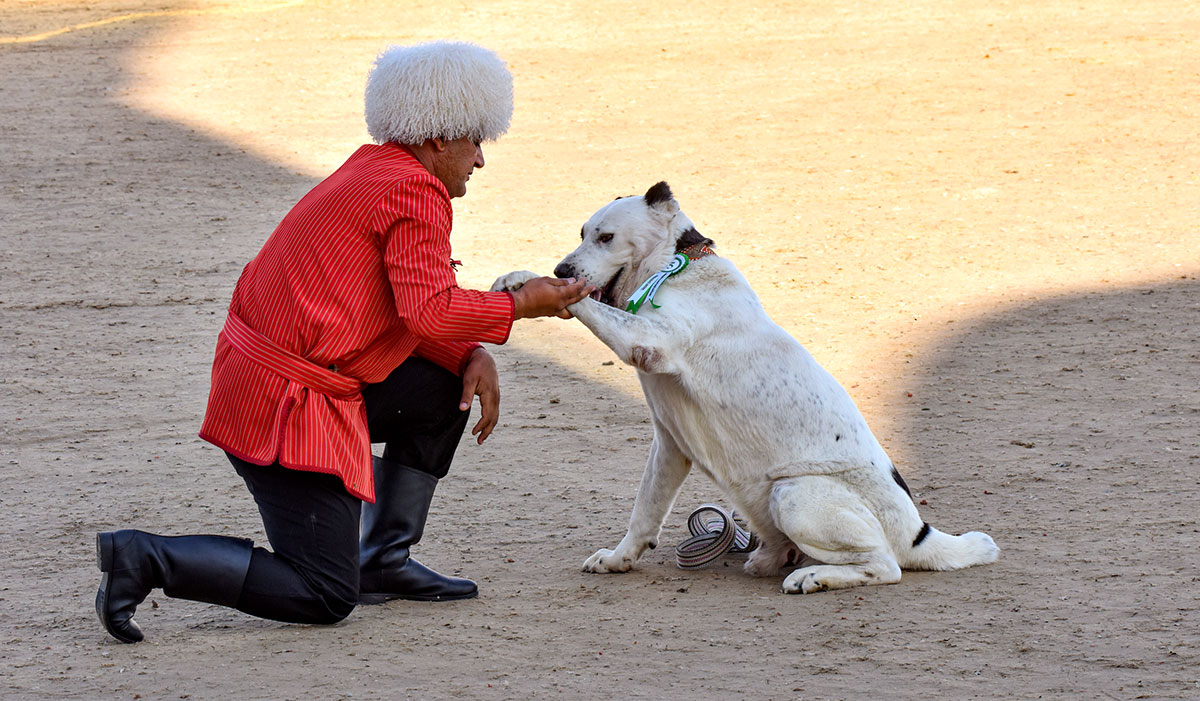 Ýurdumyzda Türkmen alabaýynyň baýramy bellenildi