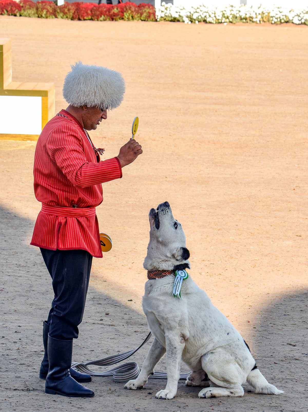 Ýurdumyzda Türkmen alabaýynyň baýramy bellenildi