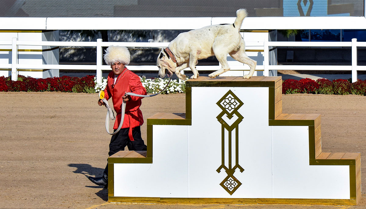 Ýurdumyzda Türkmen alabaýynyň baýramy bellenildi