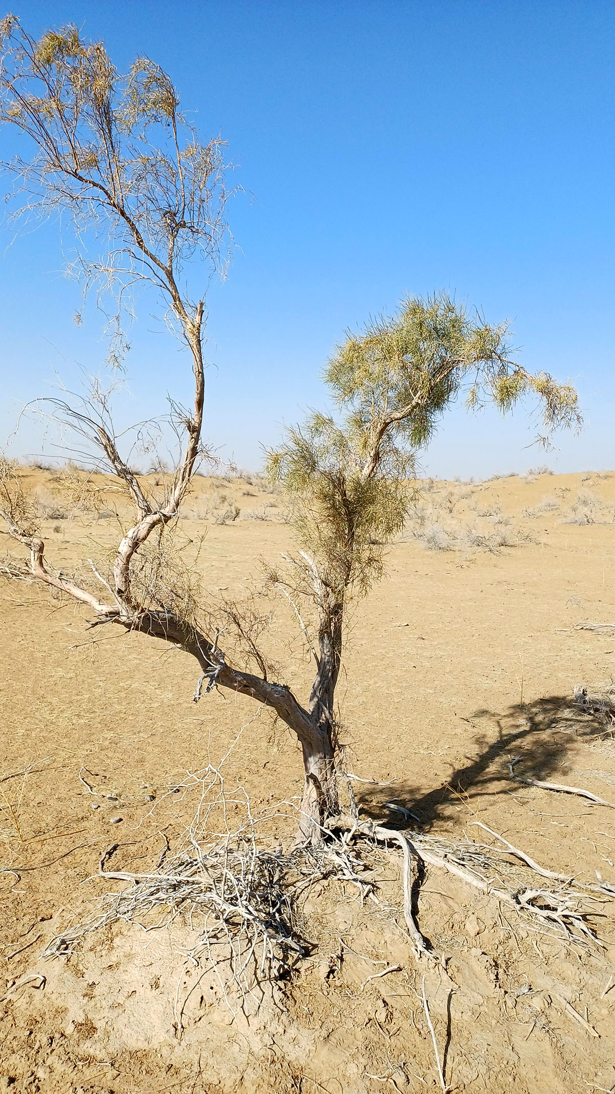 Учёными института пустынь проведены геоботанические исследования в туркменском приаралье
