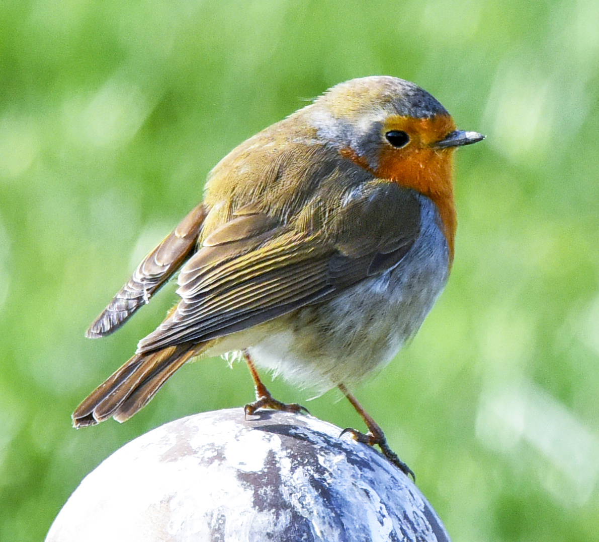 Türkmenistanyň guşlar dünýäsi fotohabarçy Ahmet Taňrygulyýewiň obýektiwinde