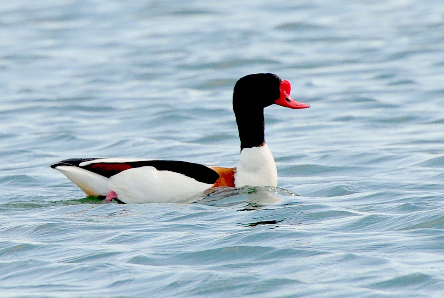 Türkmenistanyň guşlar dünýäsi fotohabarçy Ahmet Taňrygulyýewiň obýektiwinde