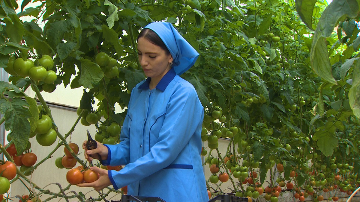 Islegli önümler içerki hem-de daşarky sarp edijilere ugradylýar