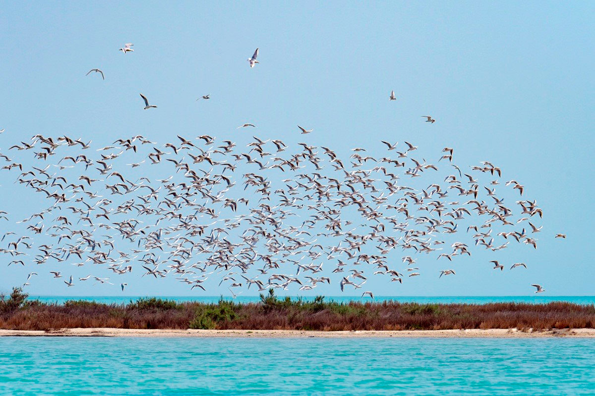 Мир птиц - украшение туркменского берега Каспия
