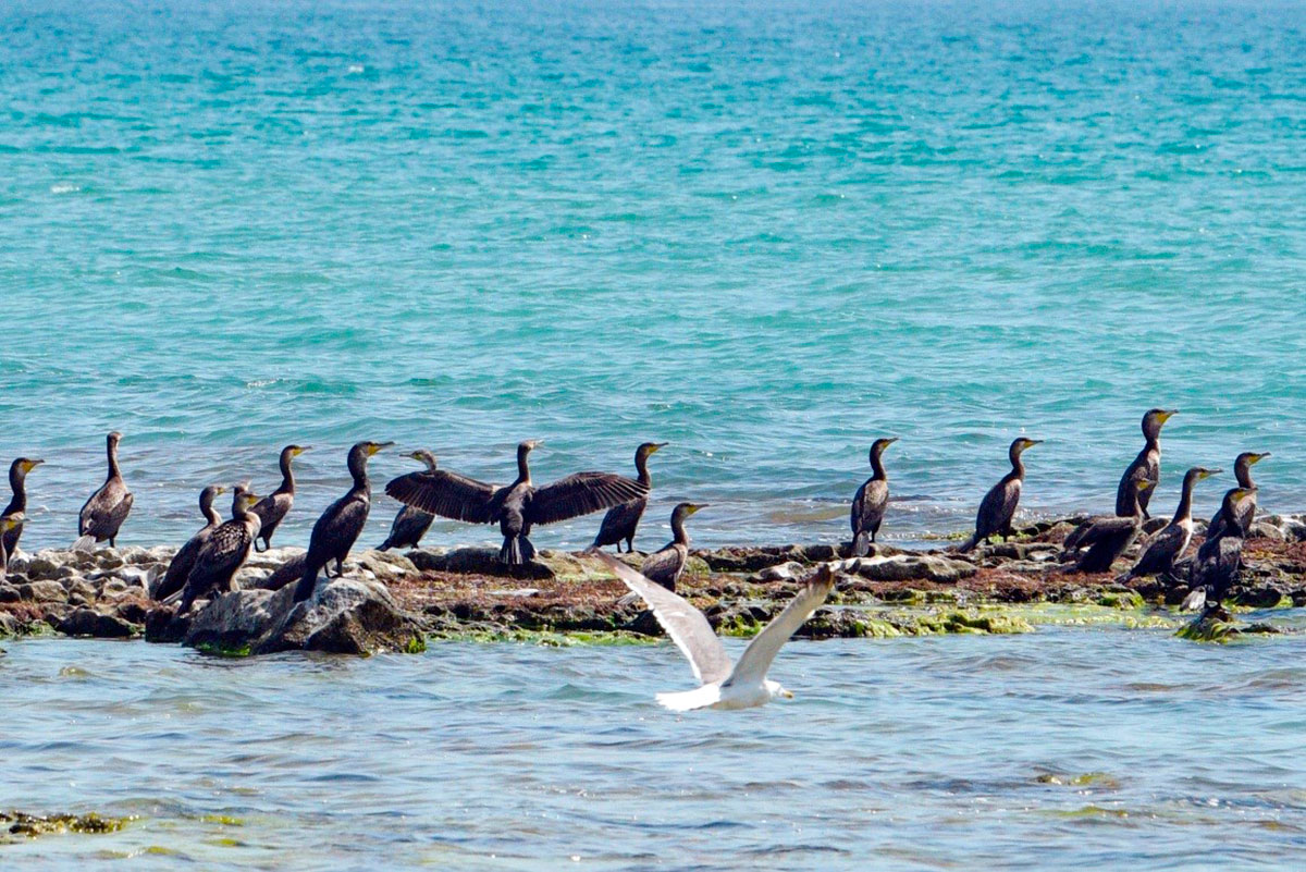 Мир птиц - украшение туркменского берега Каспия