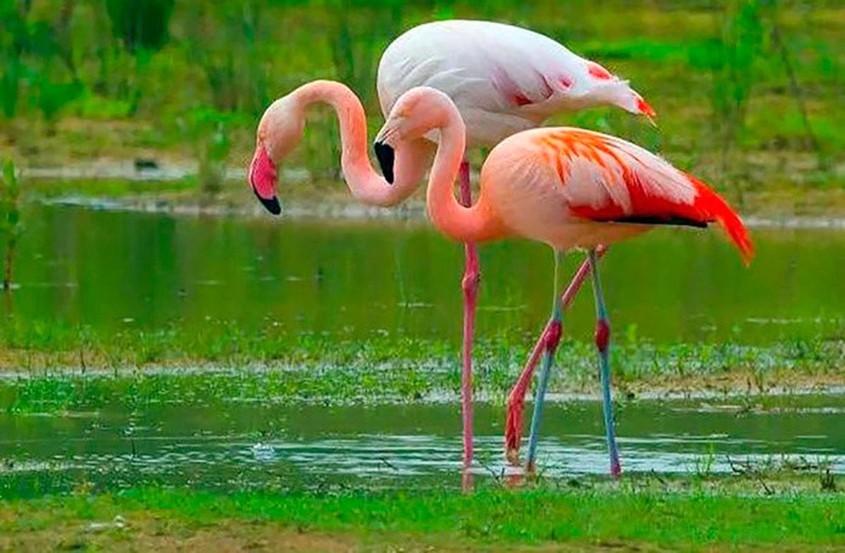 Мир птиц - украшение туркменского берега Каспия