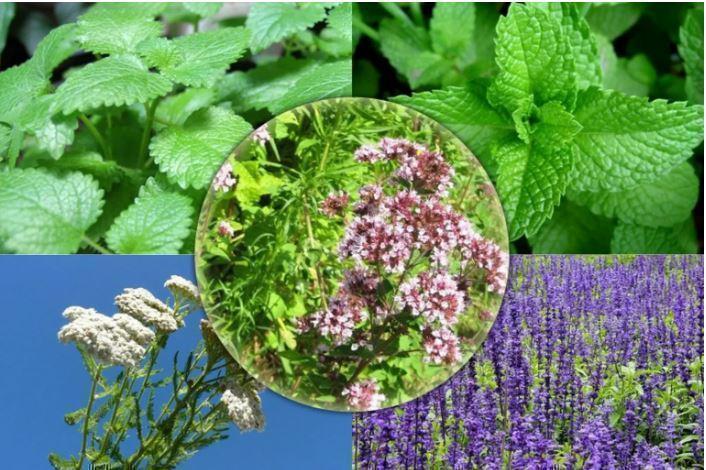 В Туркменистане состоится первая Олимпиада по защите растений среди студентов вузов