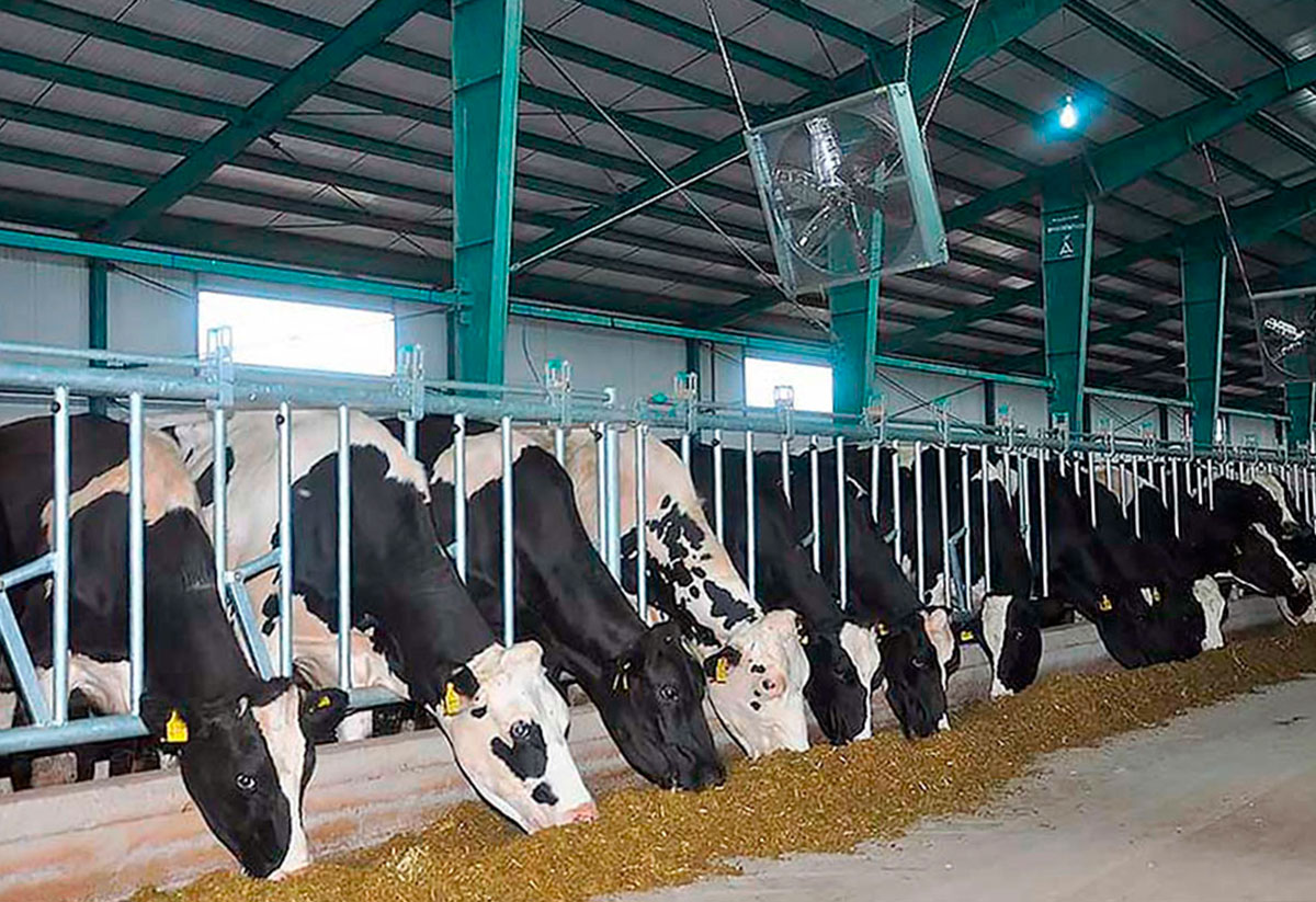 В Дашогузском велаяте животноводство одна из основных отраслей сельского хозяйства