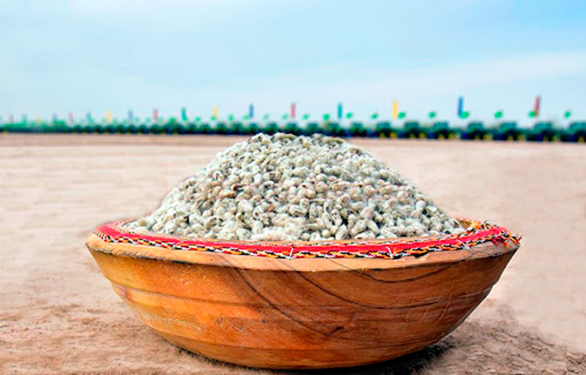 Специалисты ПО «Дашогузпагта» готовят семена для предстоящего сева