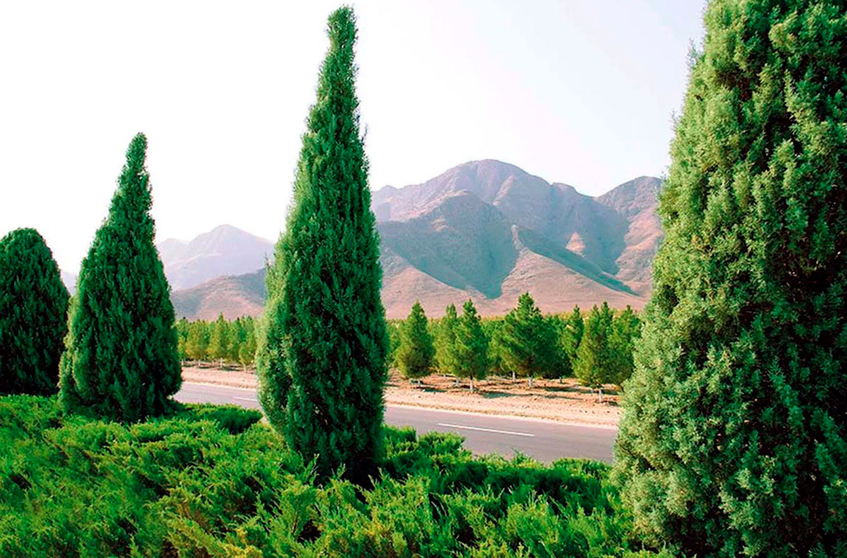 Туи в зелёном ансамбле Дашогуза