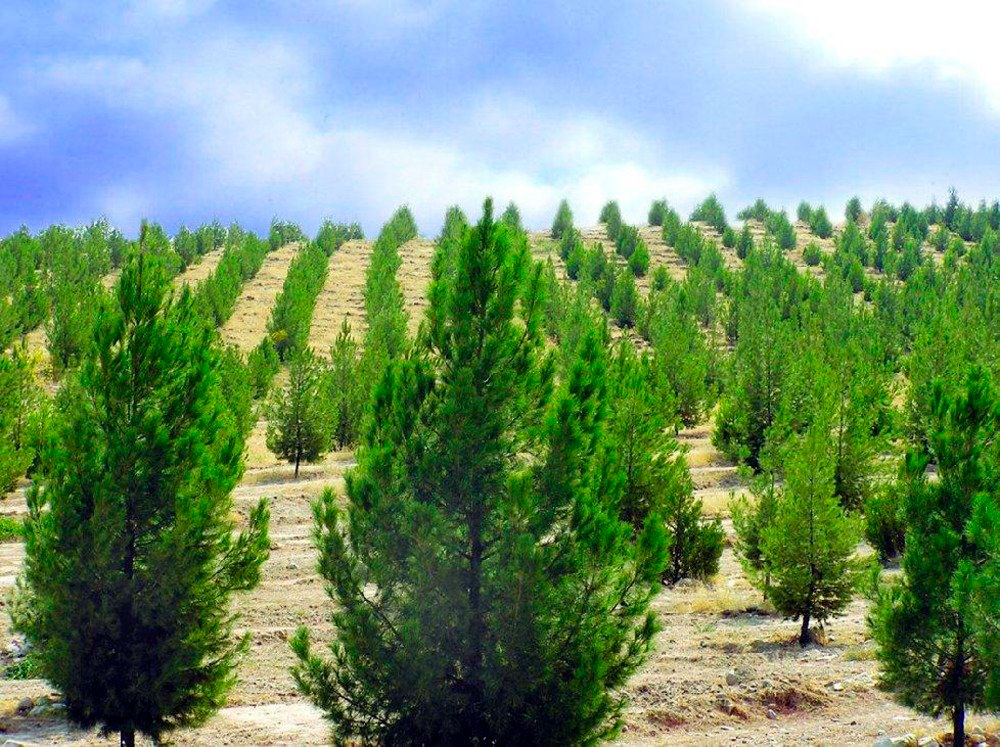 Лебапский велаят – в полной готовности к всенародной акции по посадке деревьев