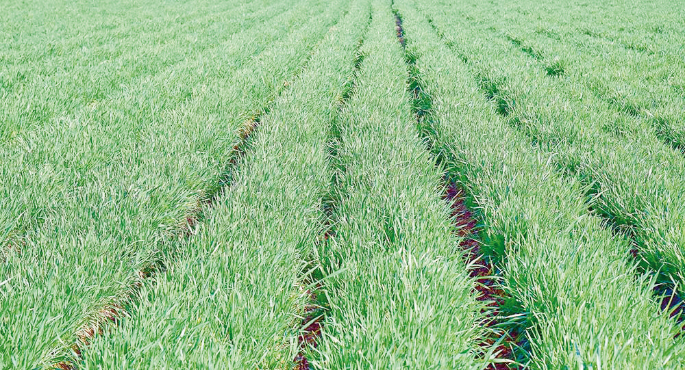 The Pace of Wheat Crop Maintenance Is Accelerating in the Balkan Velayat