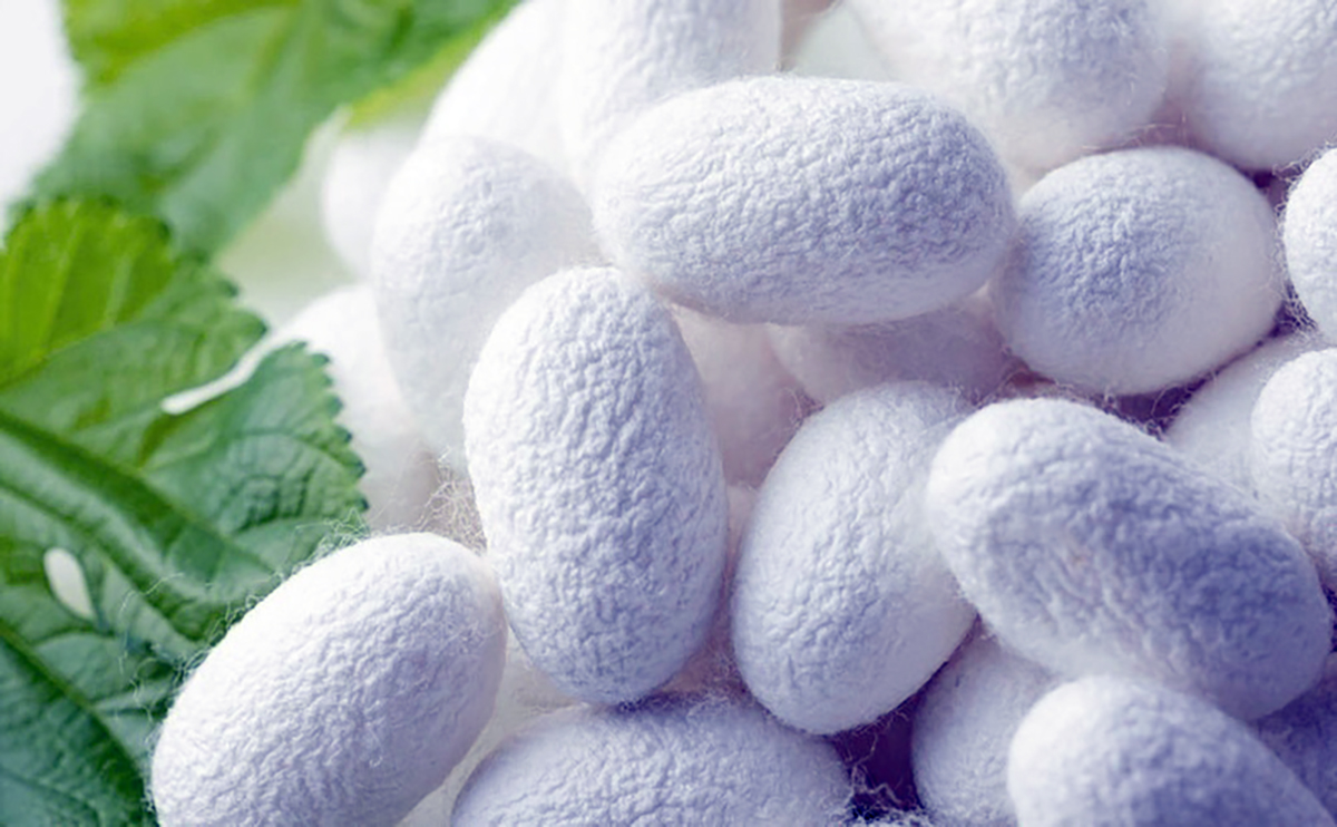 Lebap welaýatynda ýüpek gurçugyny idetmek işlerine girişildi