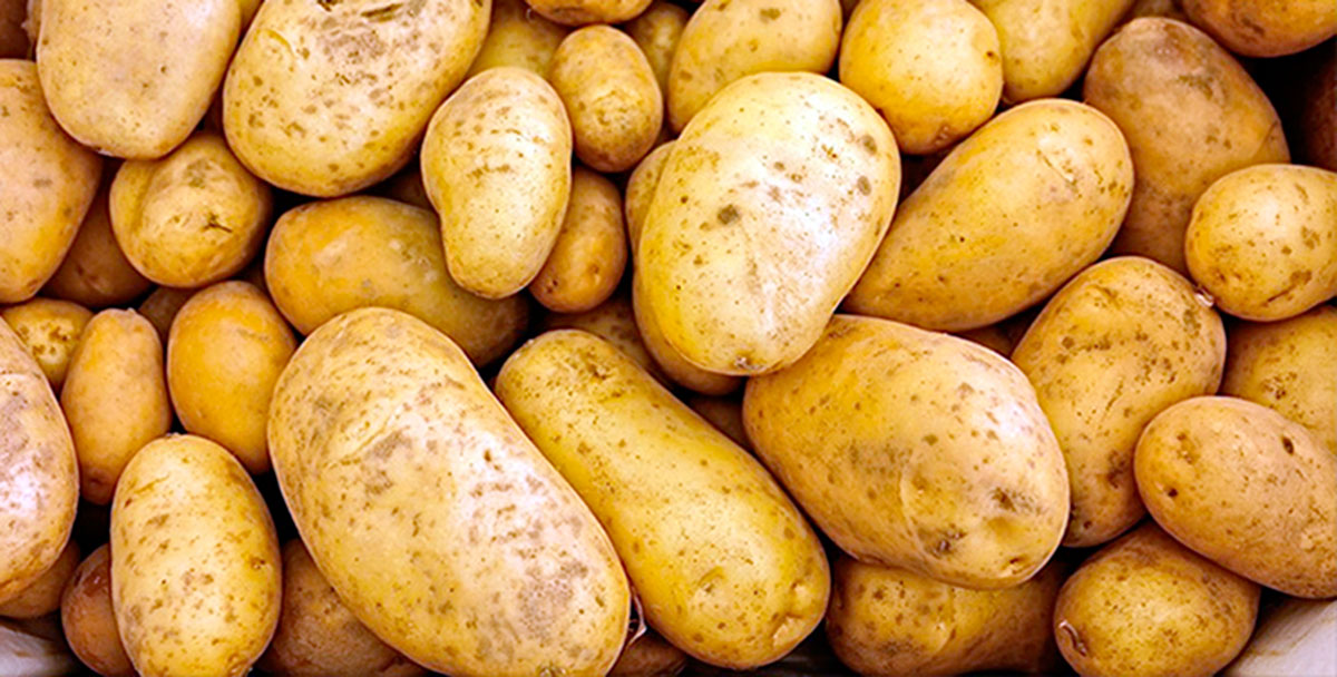 Farmers of Dashoguz Velayat Plan a Record Potato Harvest This Year