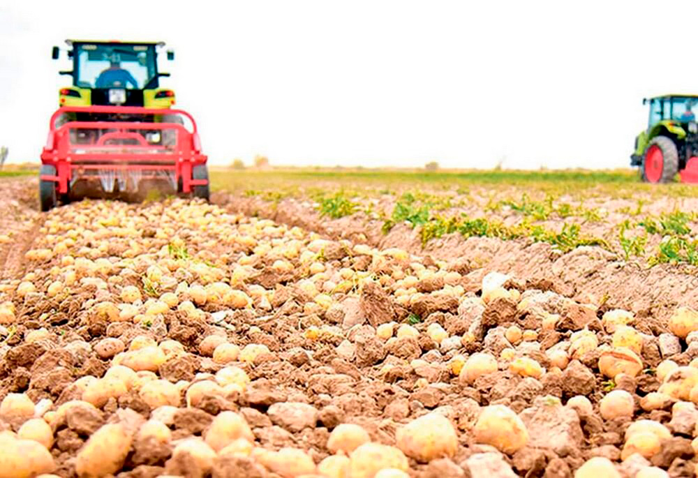 Farmers of Balkan velayat aim for a rich potato harvest