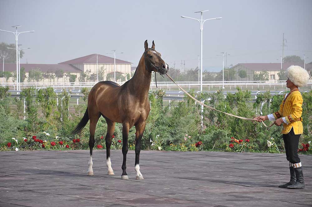 You are the crown of celebration, my steed!