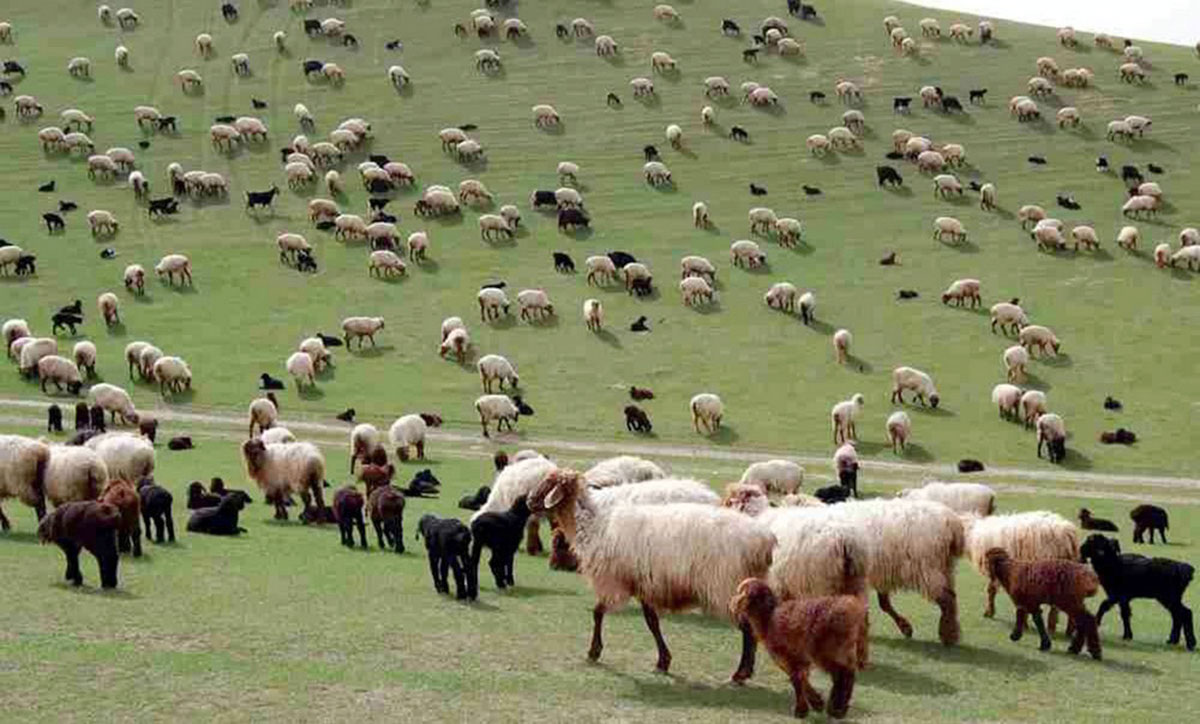 Owlak-guzy möwsümi üstünlikli jemlendi