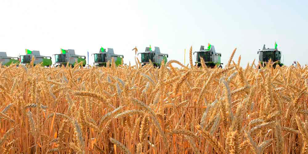 Farmers of Dashoguz Velayat Expect a Good Wheat Harvest This Year