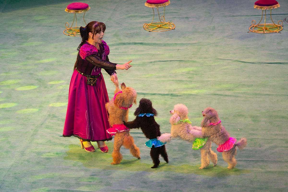 A New Circus Show – A Celebration for Fans of This Art Form