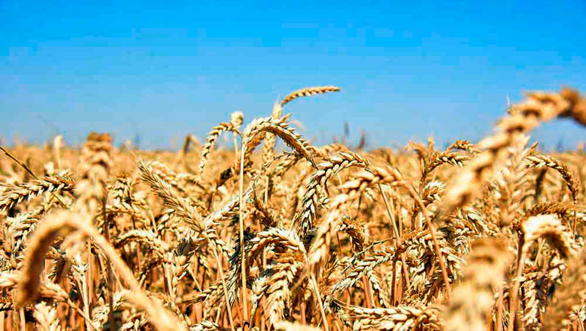 Dates for the Start of the Grain Harvest Campaign Have Been Determined in Turkmenistan
