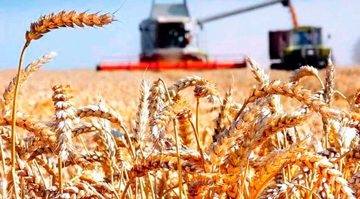 A Good Harvest of Winter Wheat Has Been Grown in the Dashoguz Velayat