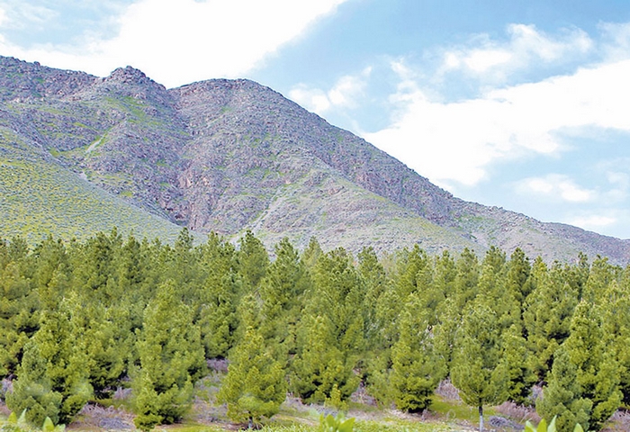 Traditions of creation: a nationwide contribution to greening the homeland