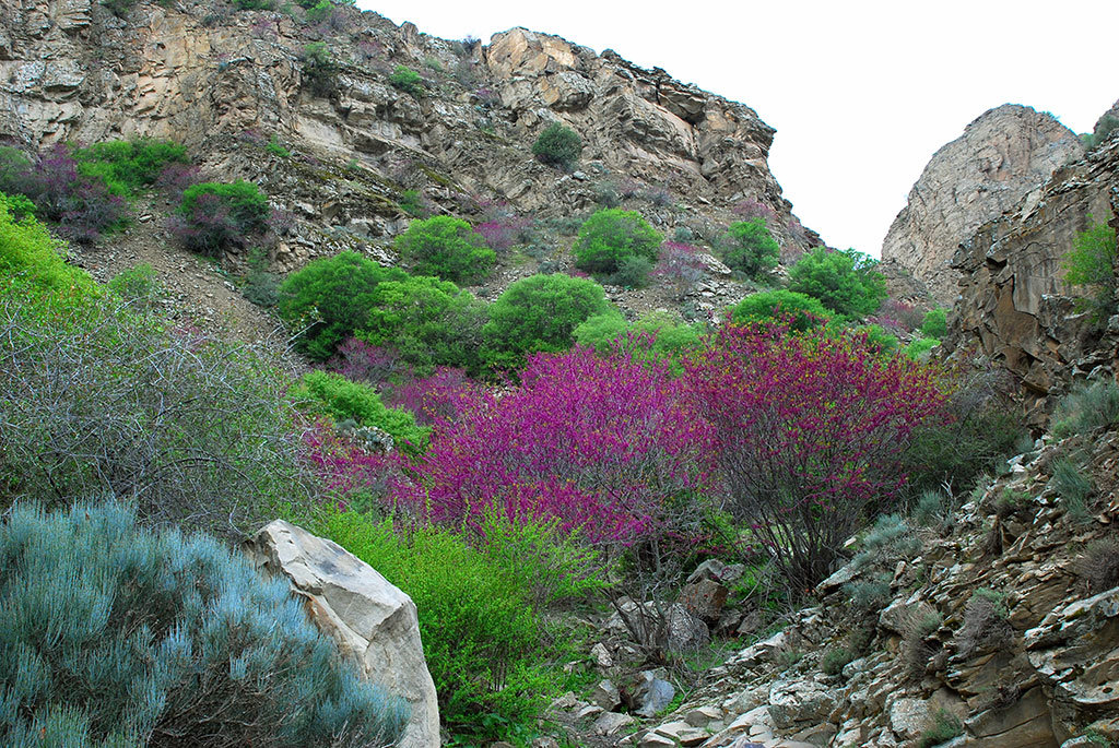 Туркменская природа покоряет неповторимой контрастной красотой 