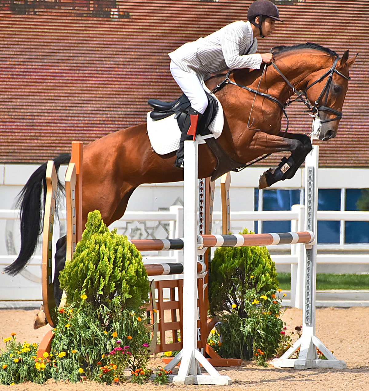 Horse competitions. Конкур конный спорт. Лошади. Конкур. Конный спорт.. Конный спорт соревнования конкур. Что такое Хантер конкур в конном спорте.