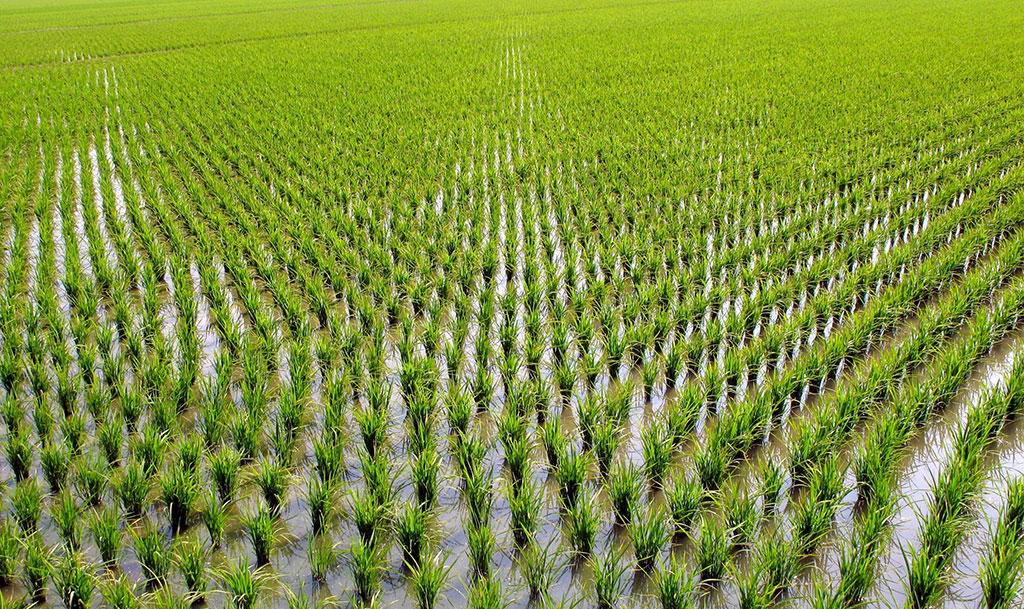 Как растет рис фото плантации Rice producers of the eastern region plan to receive good yield