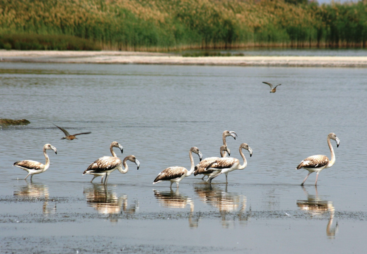 The Ramsar Convention – 50 years of international cooperation to preserve biodiversity