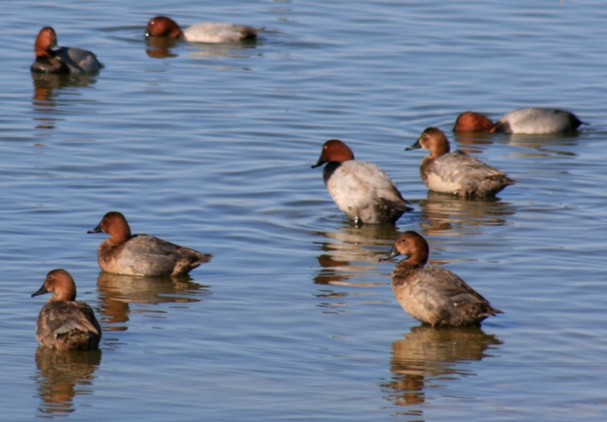 The Ramsar Convention – 50 years of international cooperation to preserve biodiversity