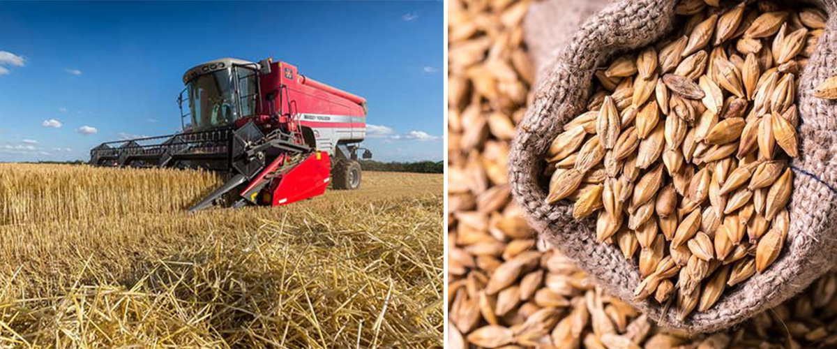 Economically Important Crop