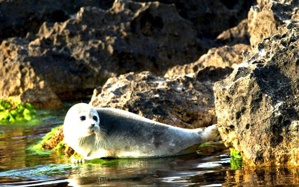 В центре внимания экологов - каспийский тюлень