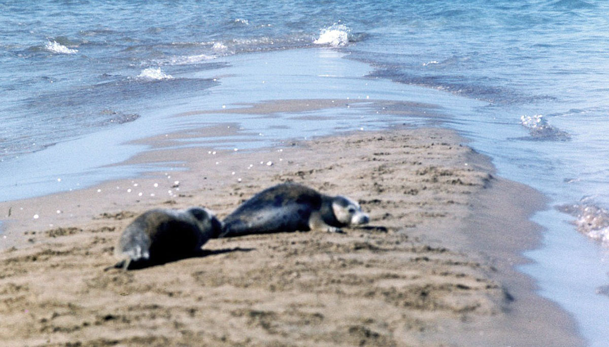 В центре внимания экологов - каспийский тюлень