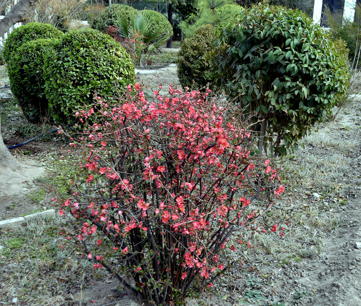 Цветение в подарок, или Декоративный сюрприз